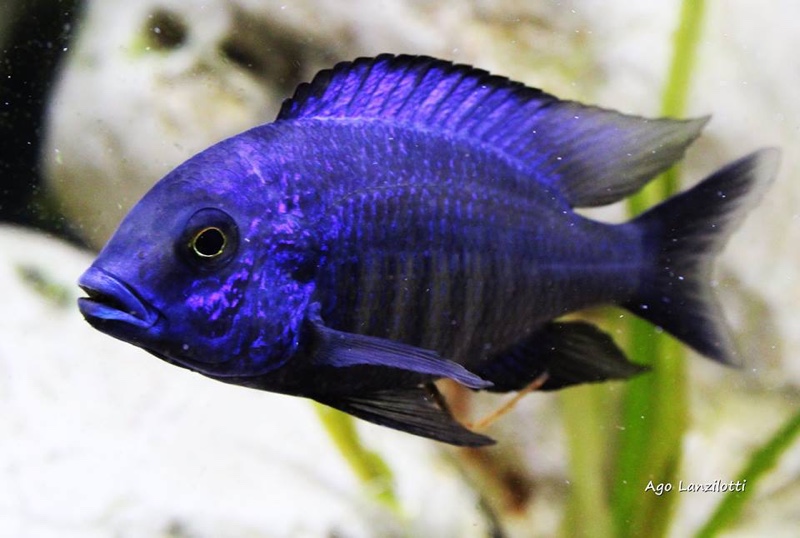 Protomelas annectens 'Otter Point'